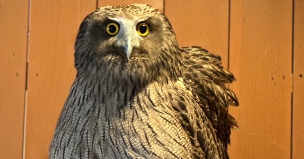 シマフクロウの一般公開を開始しました｜那須どうぶつ王国公式note