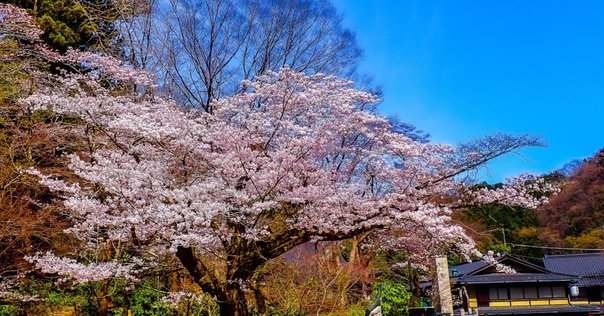 建築家の住宅論を読む＜9＞～藤森照信『昭和住宅物語』～｜大村