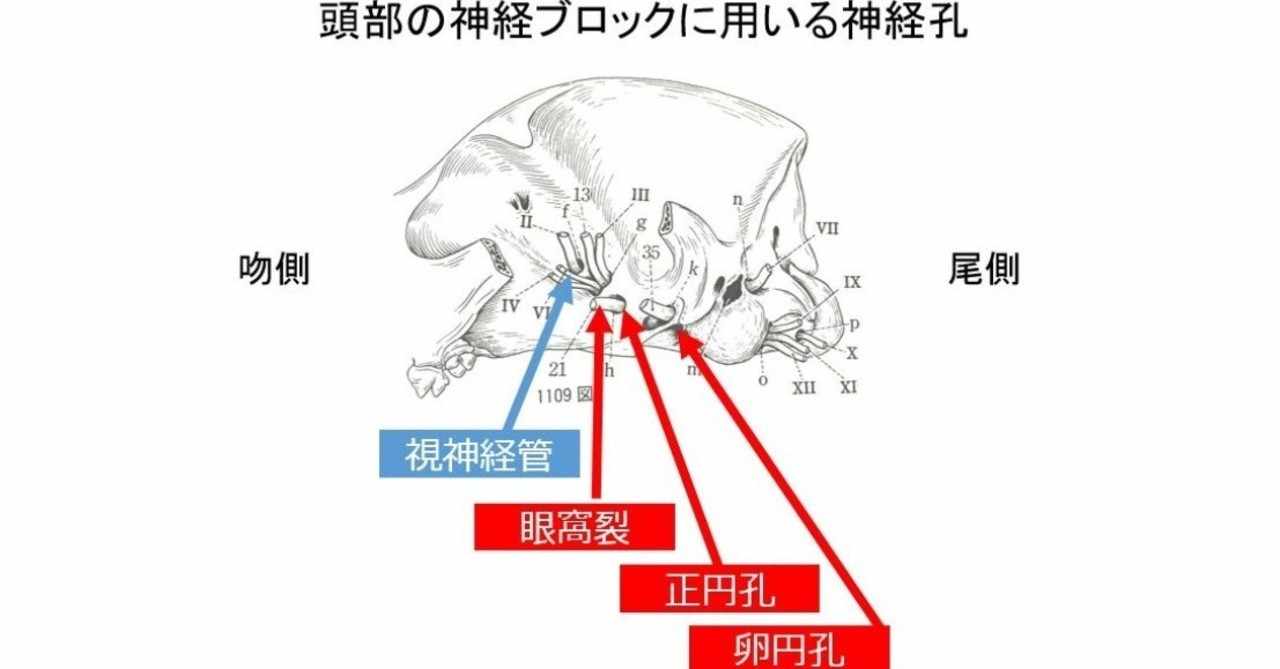 0067 上顎神経ブロック 獣医麻酔 集中治療学 Note