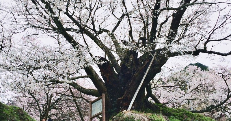 いつかもう一度見に行きたい桜(奈良県の名所ふたつ)