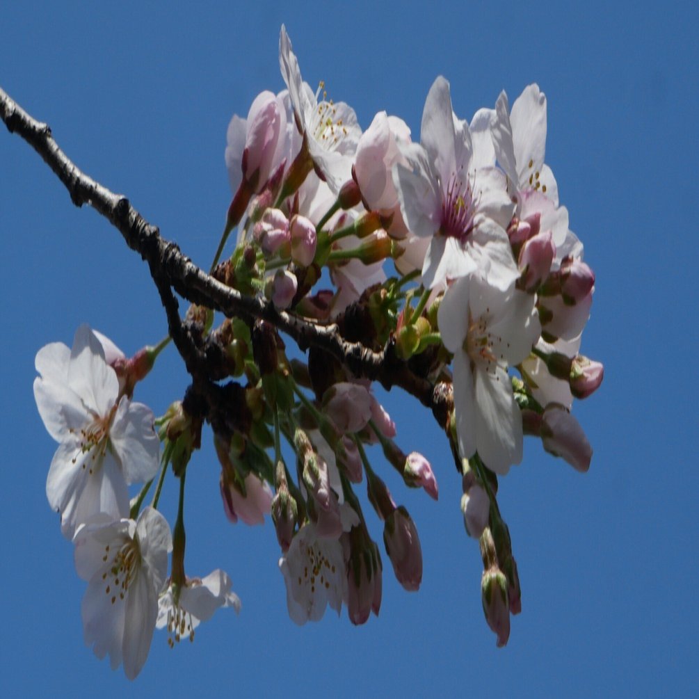 401 目黒川・花見と女優と天空の楽園と。｜ミヤコカエデ（Miyako Kaede), image size:1920x1005
