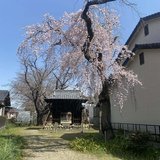 遥花