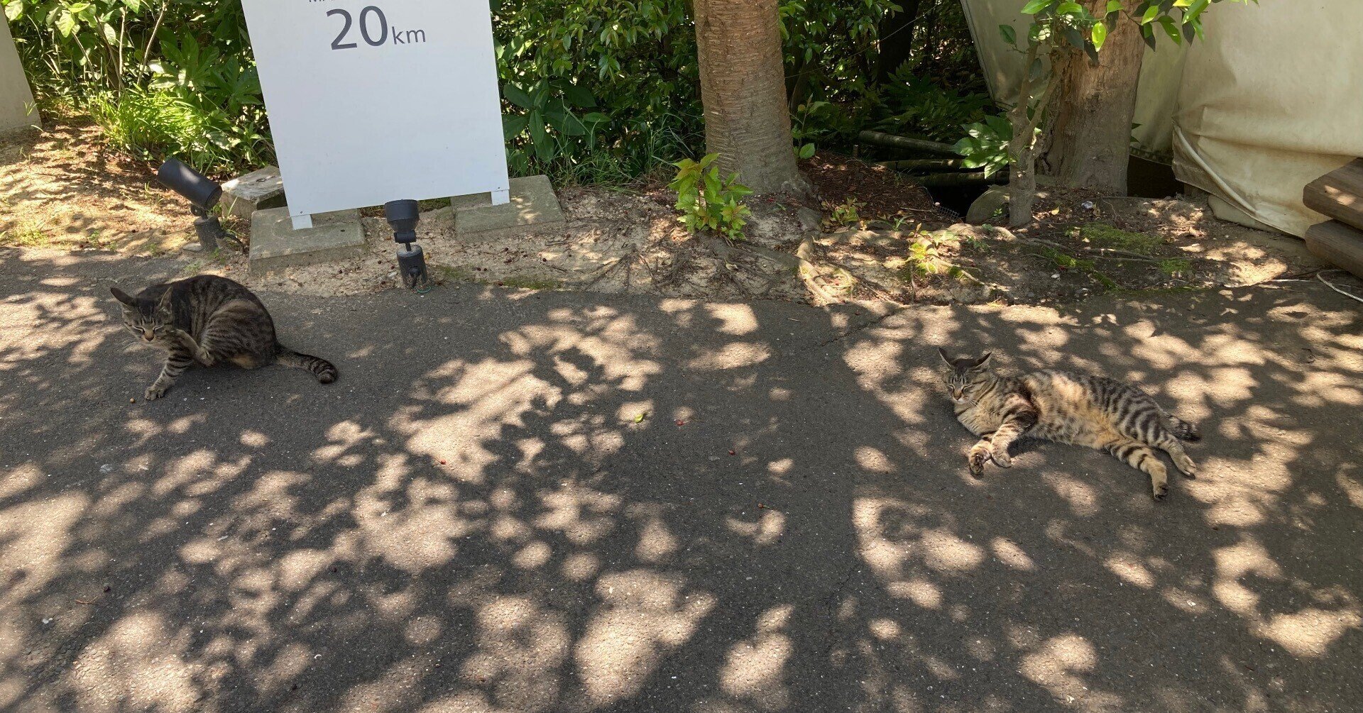 curiosity_driven｜note