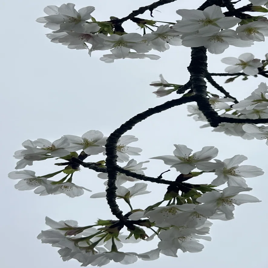 大島桜｜EGGSEED