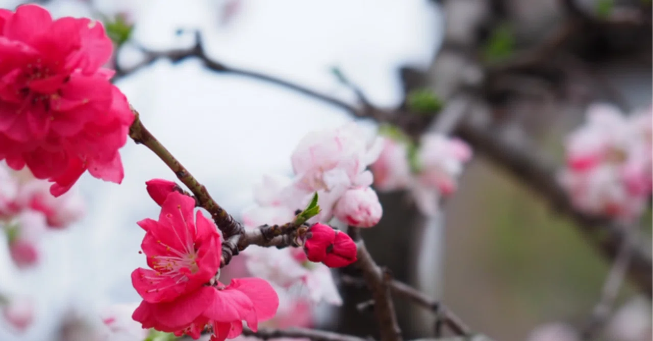 花桃 【詩】｜うたふ兎?宇治 君秋