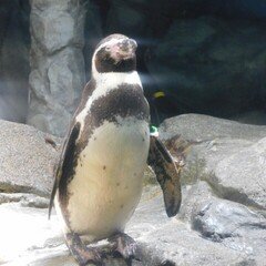 ちょい花粉症_のとじま水族館から非難のペンギン富山で元気に泳ぐ