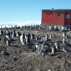 ペンギンミームは必要_南極大陸で初の鳥インフルエンザ検出