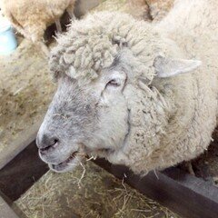 足つぼ_福井市の動物園で大人が飼育体験