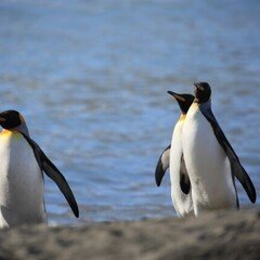 やっと休日_南極大陸でペンギンに鳥インフル感染確認_感染経路は