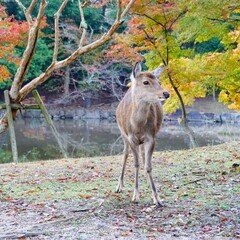 明日プロ野球開幕_天然記念物の奈良の鹿殺処分エリア拡大へ
