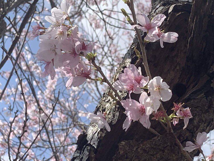 いよいよ桜が咲く時期なんですね。