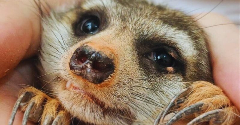 ミーアキャットの生態について｜みーあおじさん｜note