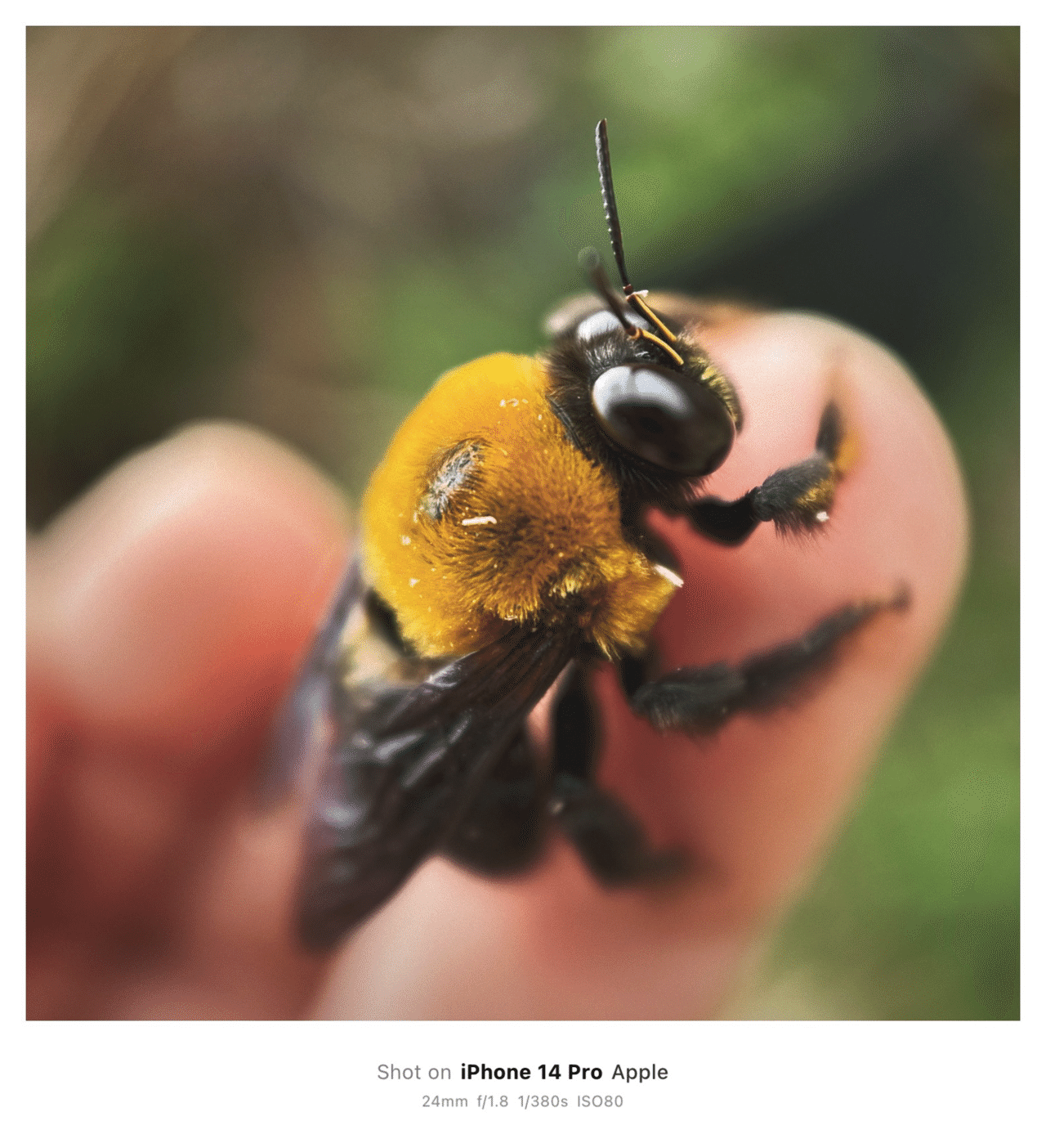 そのへんの3cm vol.2539 iPhoneでマクロ連載 #キムネクマバチ のオス