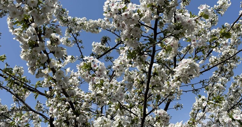 【朝食記録】4月1日(月)〜4月7日(日)いよいよ4月になりました。食も新たに考えていかなきゃです‼️