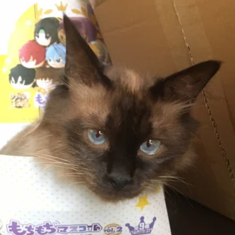 タナカer