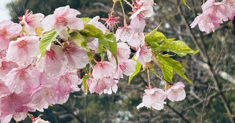 京都観光2日目　後編〜銀閣寺へ  哲学の道をひたすらに〜