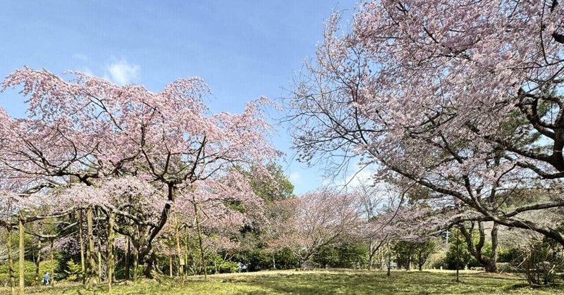 ちょこっと山辺の道散歩　大神神社　桜聖地巡礼　2024.3.30②