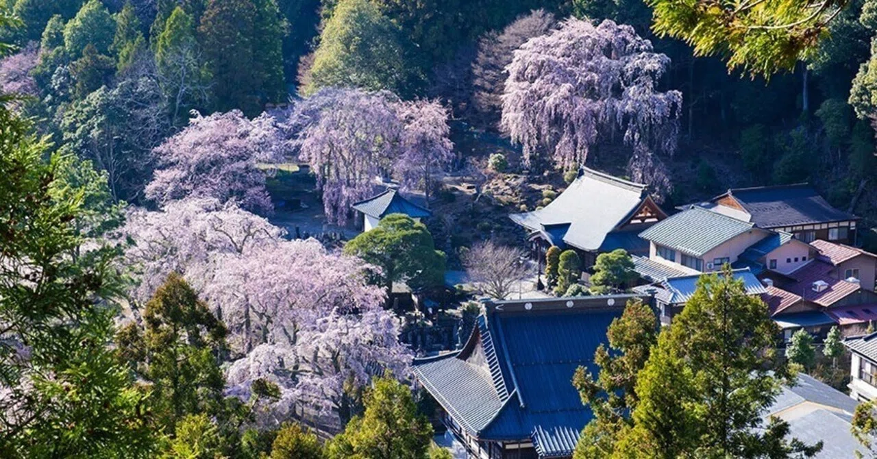 身延山久遠寺と宿坊のしだれ桜｜borichan | 旅するカメラ