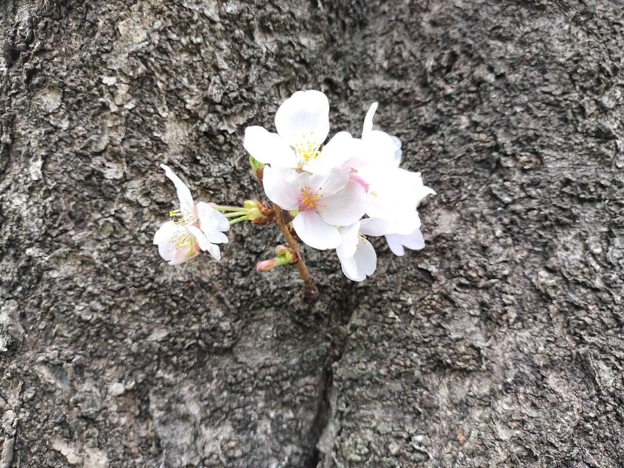 2024_4_1桜