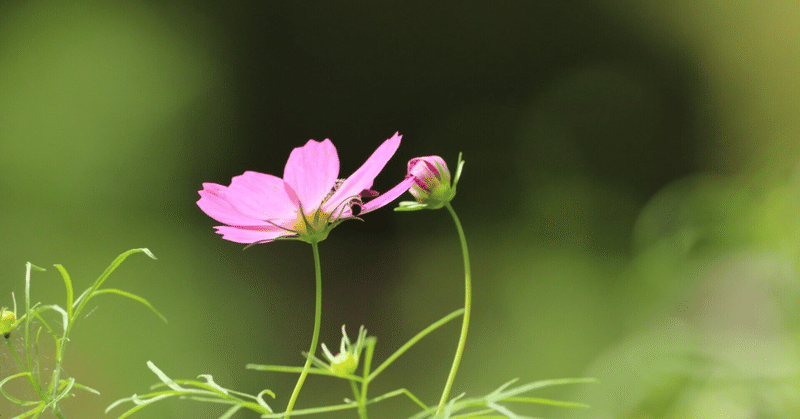 春が来たのでやりたいこと