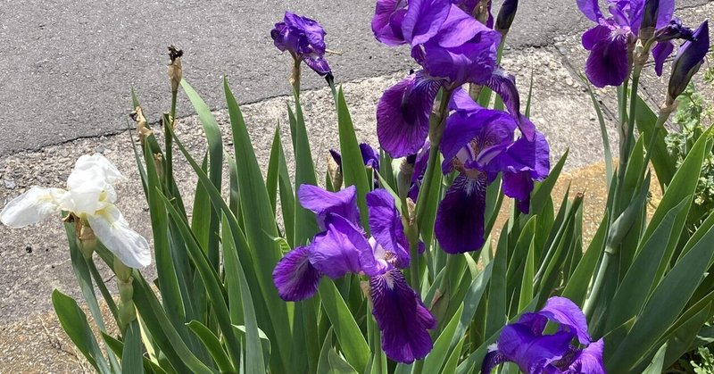 我が家のお庭&道に咲く花💐　4月2日（火）