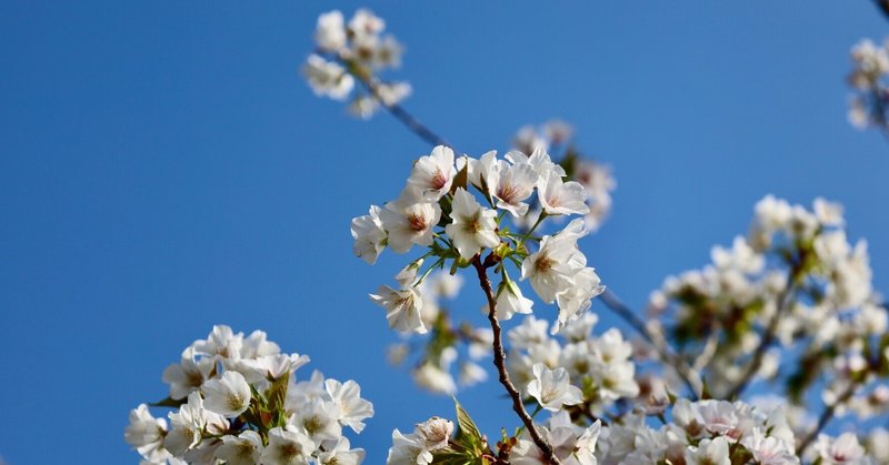 【フォトアルバム】 横浜みなとみらいの桜とチューリップ