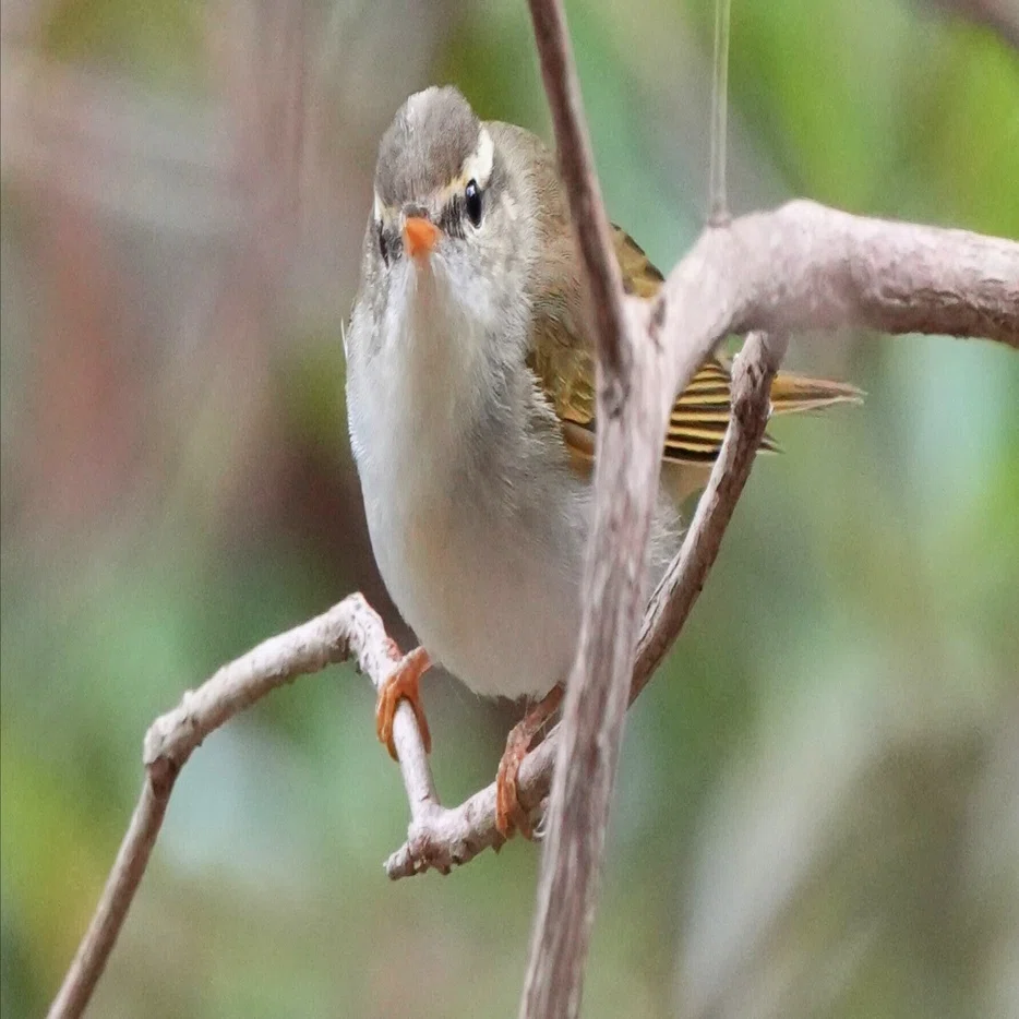 今日の鳥見散歩🚶センダイムシクイの可愛いさを知った日🐦｜めい