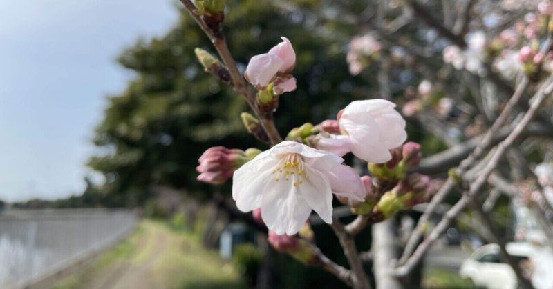 咲き始めた桜に心が和む。