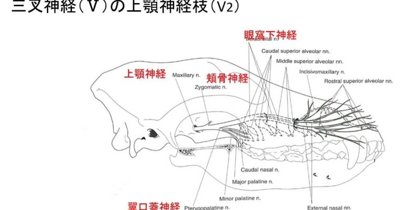 0068 上顎神経ブロック 獣医麻酔 集中治療学 Note
