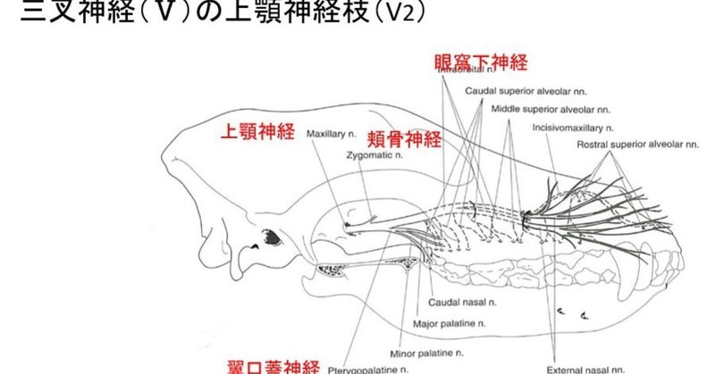 0068 上顎神経ブロック 獣医麻酔 集中治療学 Note