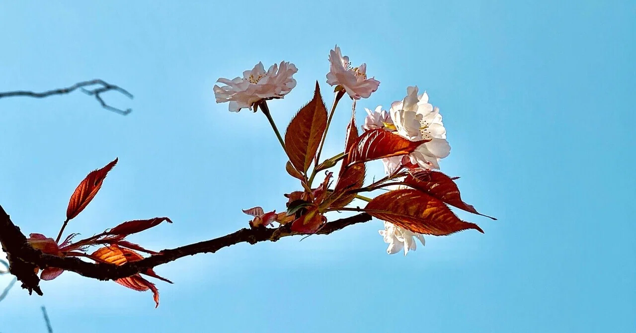 油絵奈良のしだれ桜 鹿と桜と。《奈良公園の絵本の中のような景色》｜いろ