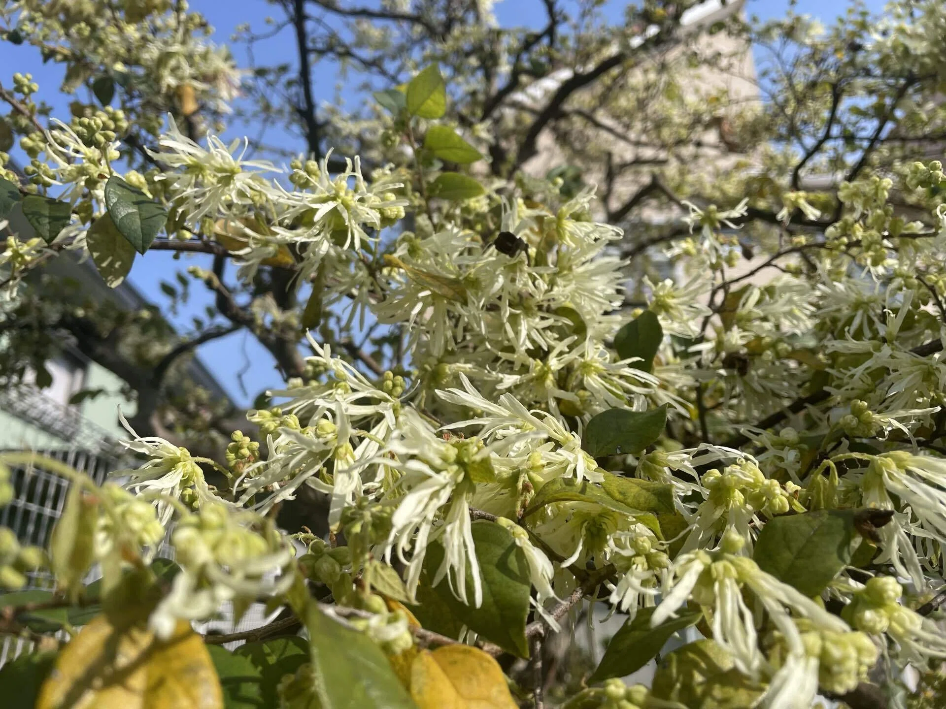 我が家の庭に植えてあるトキワマンサクの薄黄色の花が咲き出しました