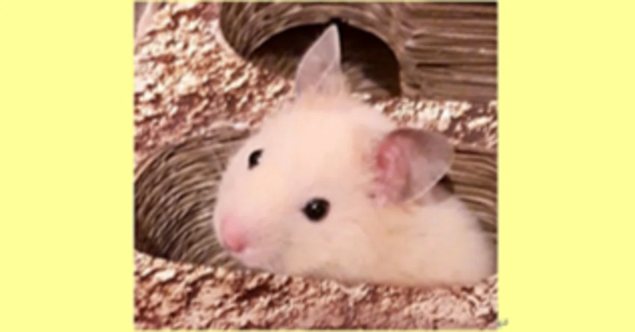 ハムスターぐらし～ 飼い主のつぶや記.｡oO 新たな家族となった2匹の