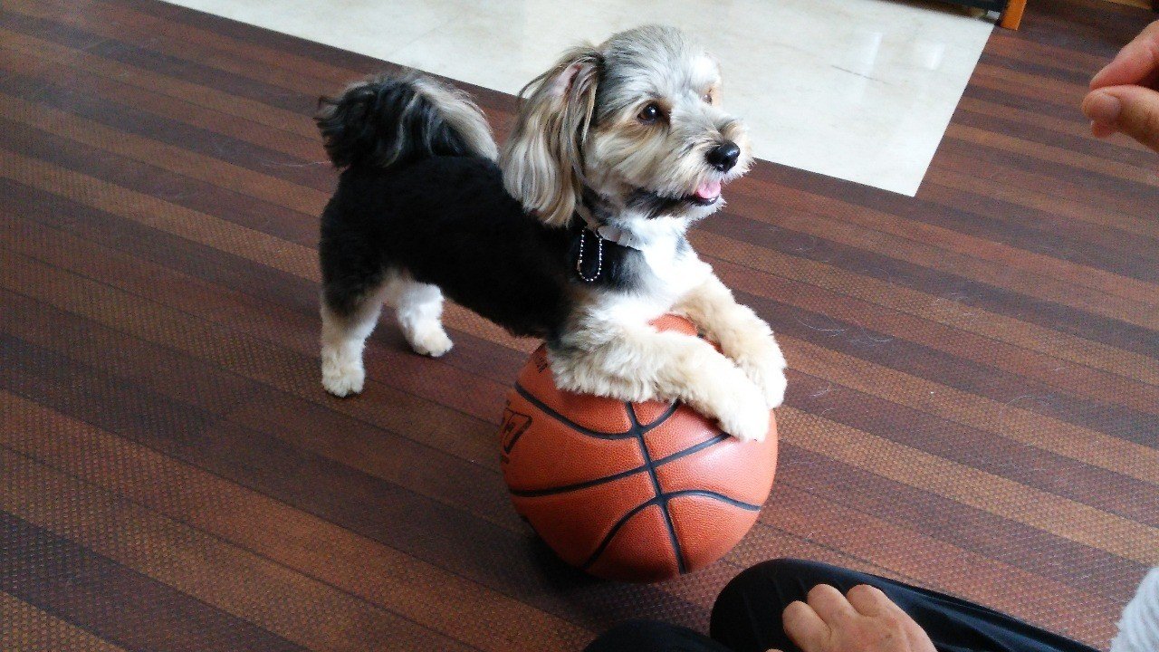 夫婦２人で暮らすのにオススメのペットは何いい Weave Note