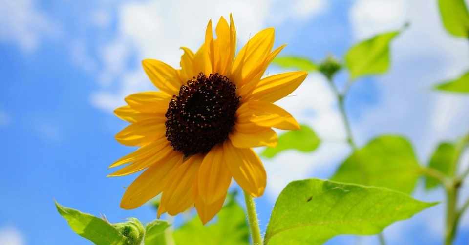 ママ向けメディアの編集者を卒業しました さかぐち ともこ Note