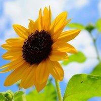 子どもに見せるアニメは 子どもの人権とくにジェンダー意識に大きく影響しているのではないか さかぐち ともこ Note