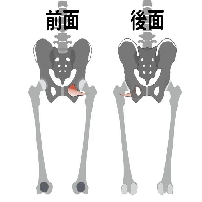 内閉鎖筋 外閉鎖筋 あんどぅnote Note