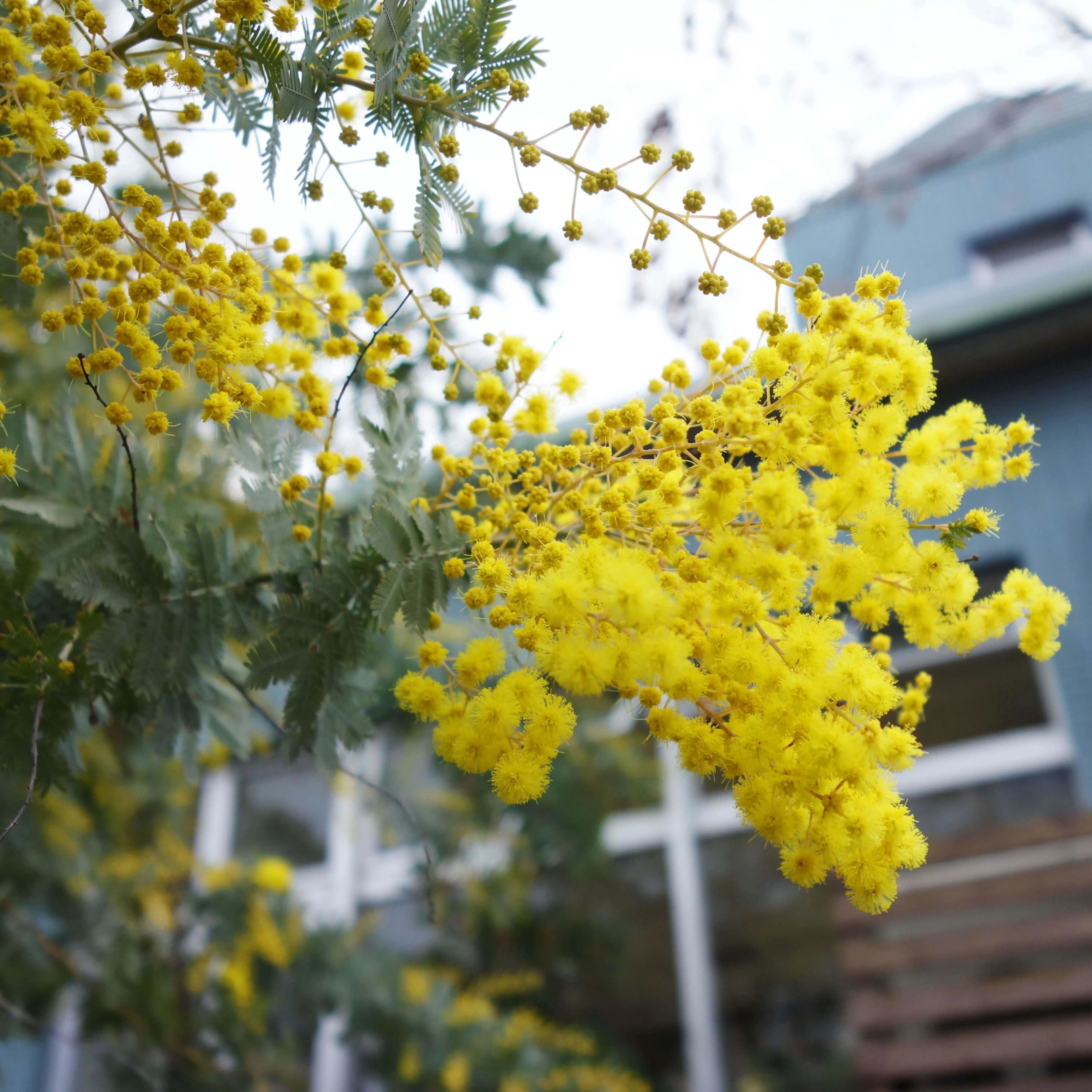 もとこのこ|芸術思想家