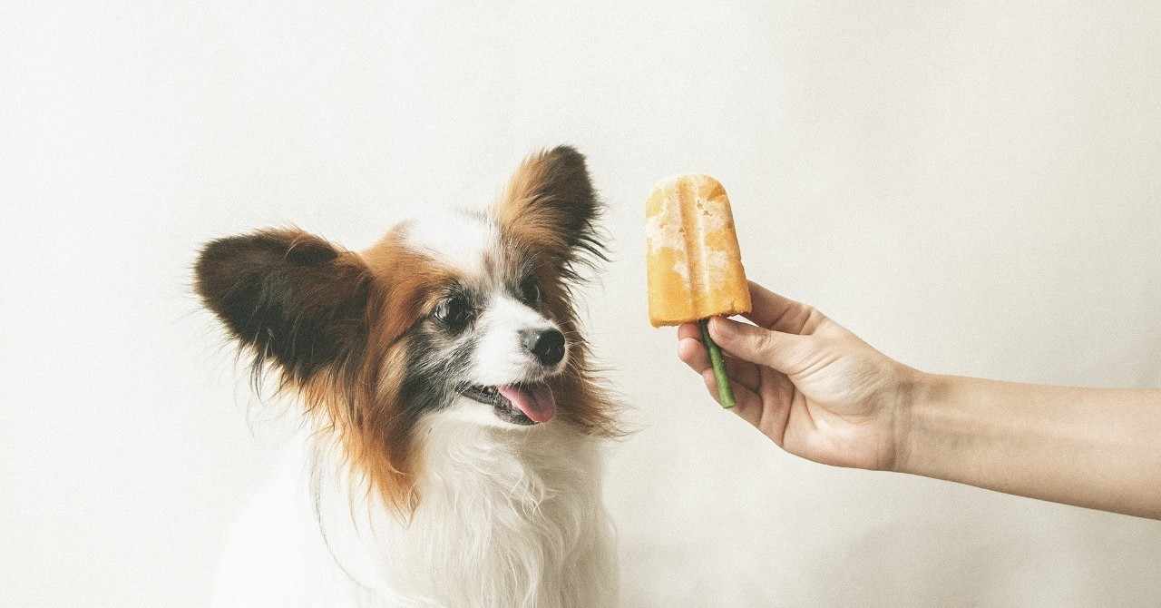 犬の手作りおやつ の新着タグ記事一覧 Note つくる つながる とどける