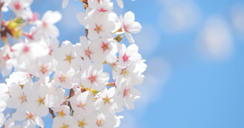 桜の咲く部屋を　中原道夫句集『九竅』を読む(4)