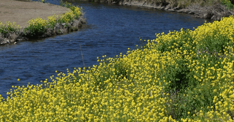 春の便り❷「せせらぎ」