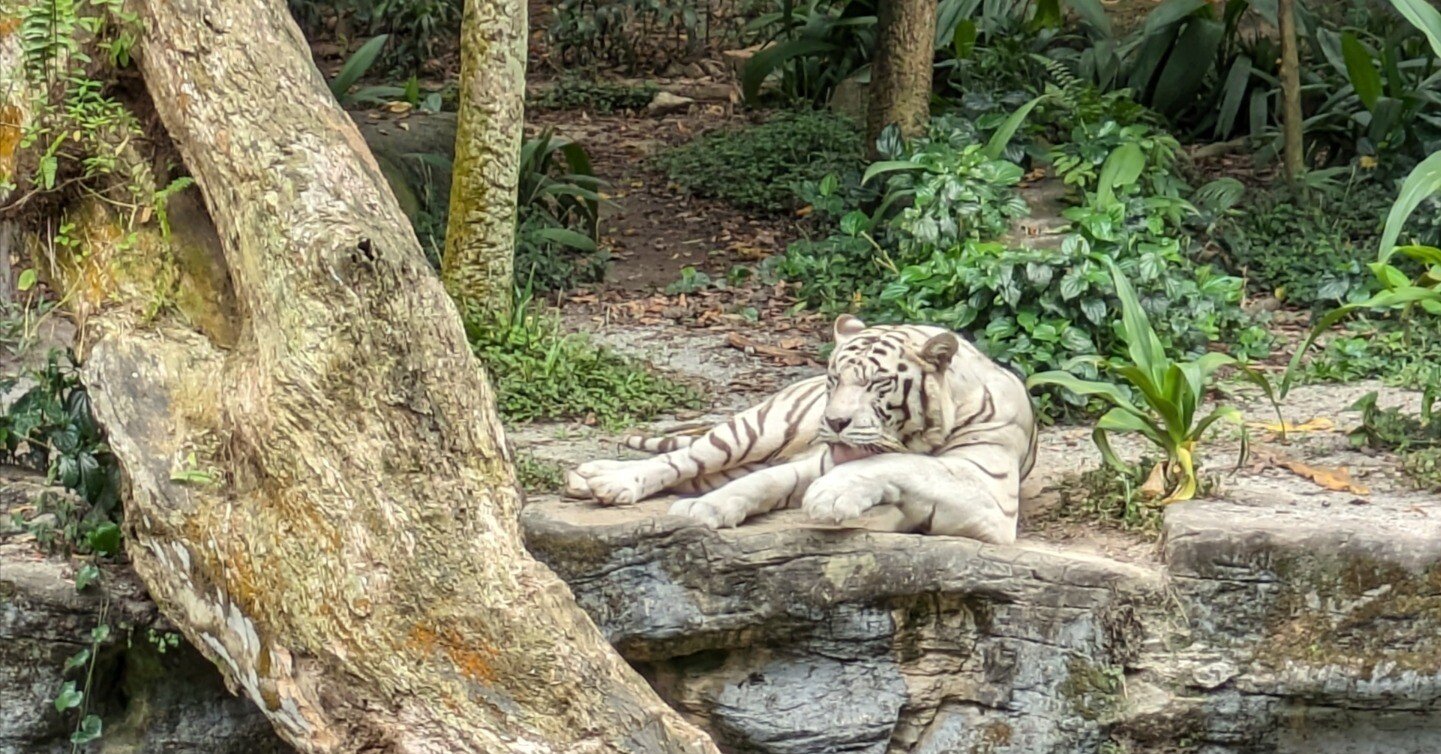 シンガポール 動物園 c45a25532f10c06d8c409d93e3afb8