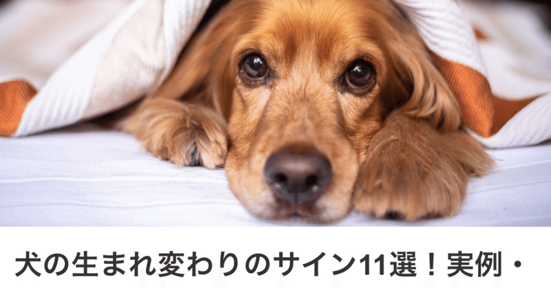 【札幌占い】ペットロス「犬の生まれ変わりのサイン！実例･転生について（callat media）」／魔女の記事監修