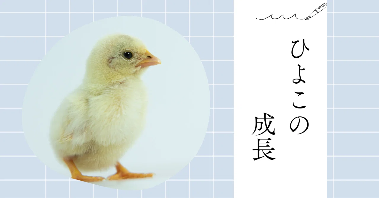 ひよこの成長🐤｜しお彩母ちゃんの毎日