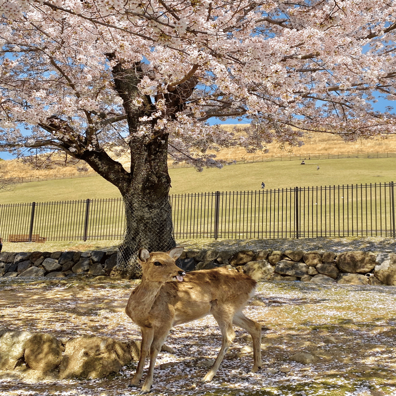 鹿と桜と。《奈良公園の絵本の中のような景色》｜いろ