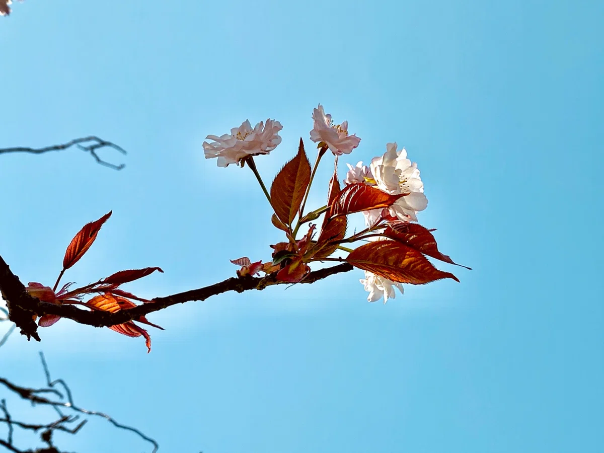 鹿と桜と。《奈良公園の絵本の中のような景色》｜いろ