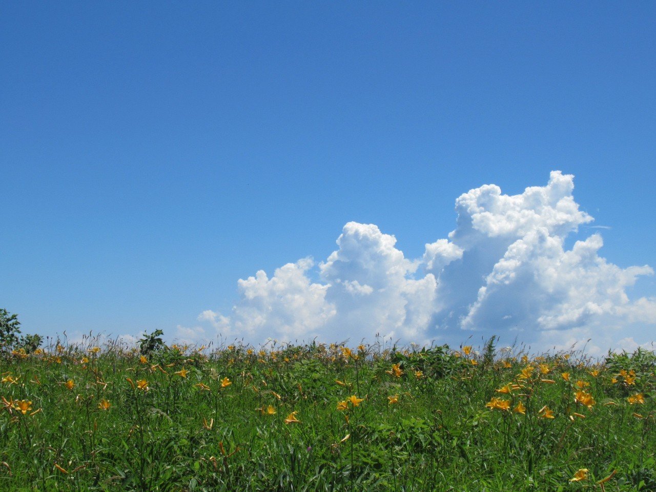 春の草原 全国に3％しかない貴重な草原！ここ日本です✨｜のだオバさん。