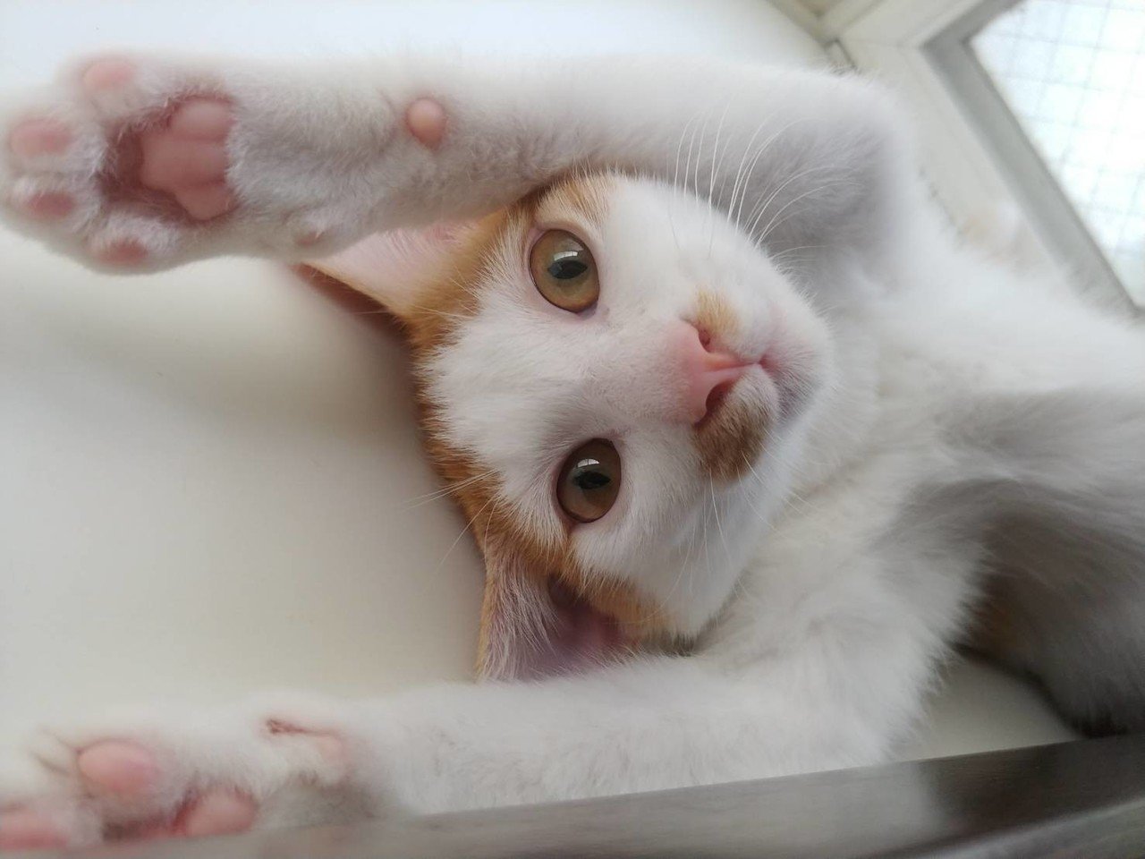 ねこバンザイ Kwtyy Note