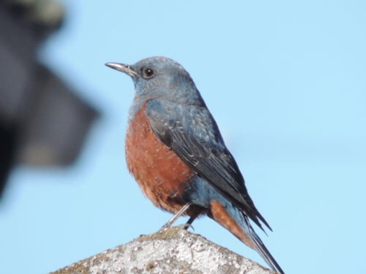 第465回 カラス化 したイソヒヨドリ 7回目 翆野 大地 Note