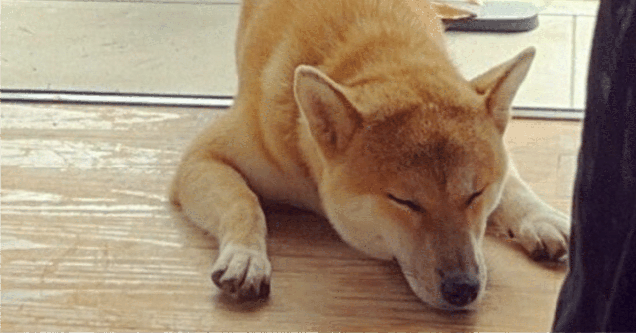 柴犬コイン、弱気相場🐕💦｜くろやぎ